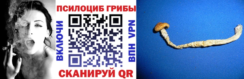 Псилоцибиновые грибы прущие грибы  Вытегра 